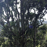 2013 Ancient Tree Raw Pu-erh Tea Mushroom-Shaped Tuo Cha