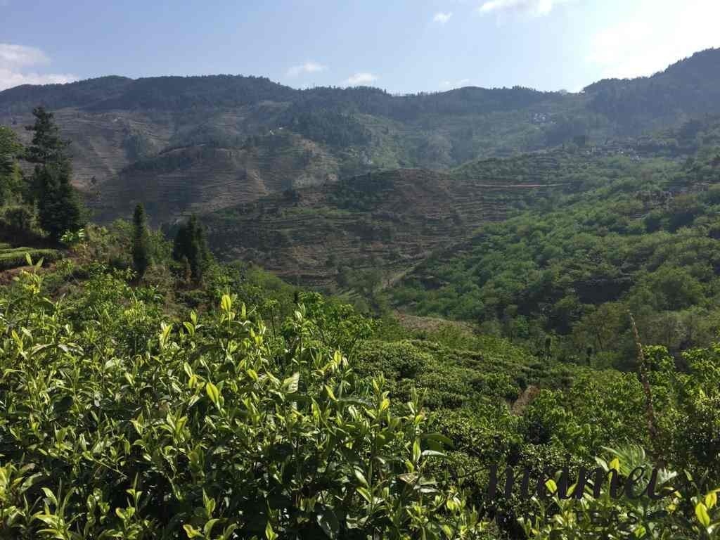 2013 Ancient Tree Raw Pu-erh Tea Mushroom-Shaped Tuo Cha