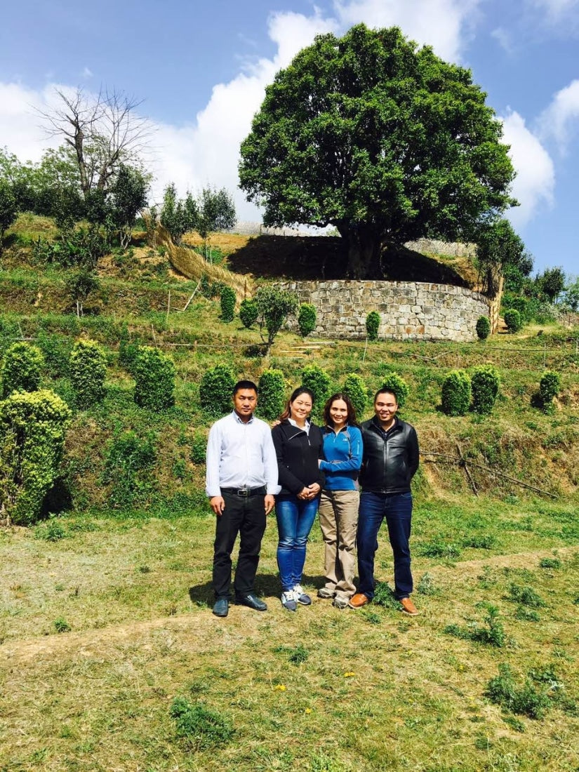 2013 Ancient Tree Raw Pu-erh Tea Mushroom-Shaped Tuo Cha