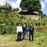 2013 Ancient Tree Raw Pu-erh Tea Mushroom-Shaped Tuo Cha