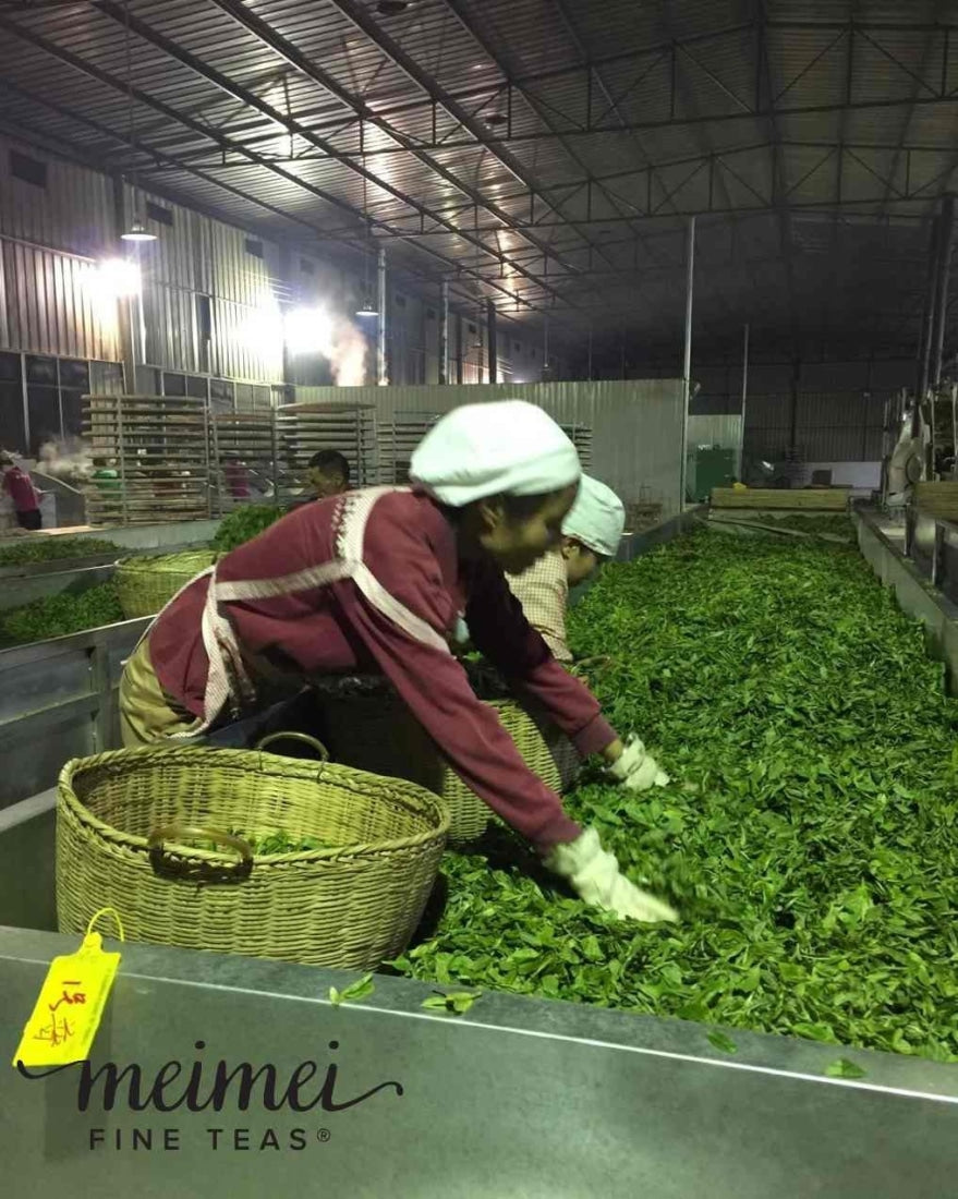 Pu-erh Tea - 2015 Tai Hua Gu Shu Ancient Tree Raw Pu’erh Tea