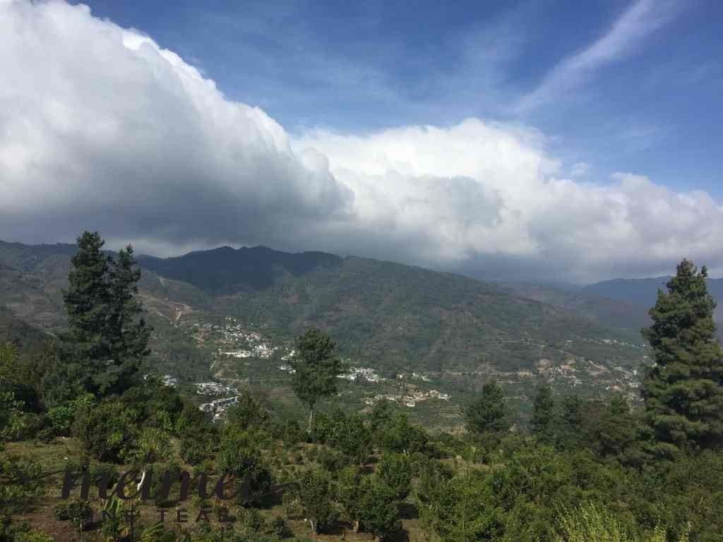 2015 Tai Hua Gu Shu Ancient Tree Raw Pu’erh Tea