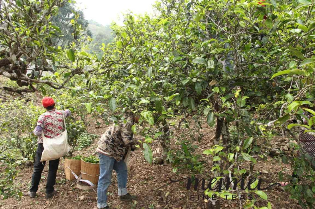 2016 Authentic Bing Dao Arbor Tree Raw Pu-erh Tea Dragon Balls