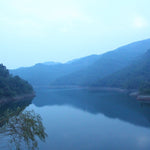 2016 Authentic Bing Dao Arbor Tree Raw Pu-erh Tea Dragon Balls