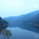 2016 Authentic Bing Dao Arbor Tree Raw Pu-erh Tea Dragon Balls