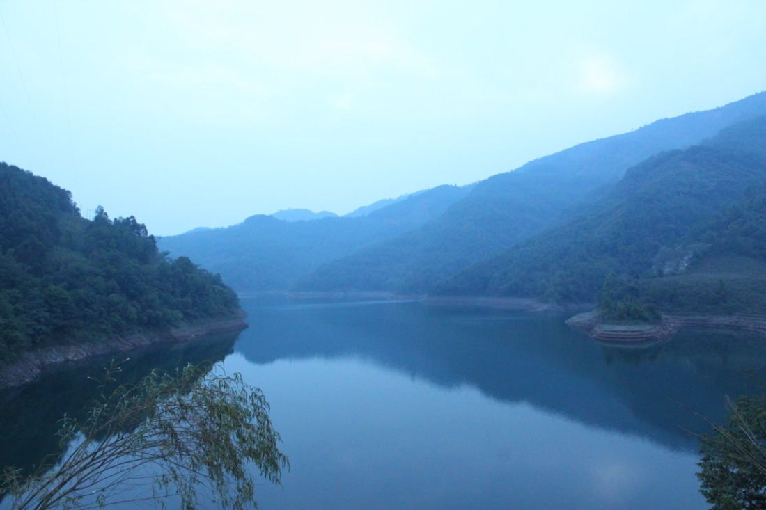 2016 Authentic Bing Dao Arbor Tree Raw Pu-erh Tea Dragon Balls