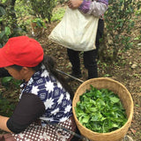 2016 Authentic Bing Dao Arbor Tree Raw Pu-erh Tea Dragon Balls