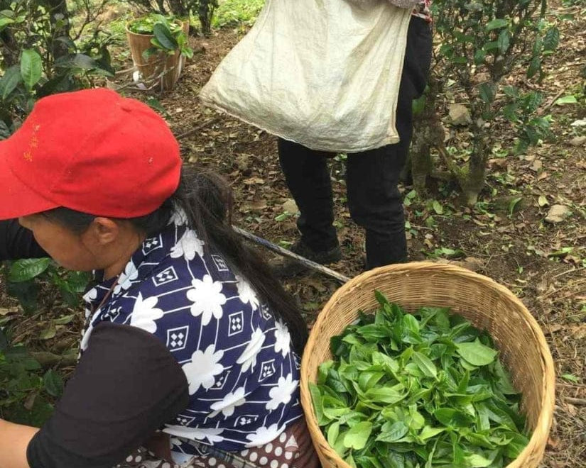 2016 Authentic Bing Dao Arbor Tree Raw Pu-erh Tea Dragon Balls