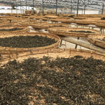 Classic 1973 Formula Shu Pu-erh Qi Zi Bing Cha Puerh Cake