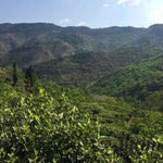 Classic 1973 Formula Shu Pu-erh Qi Zi Bing Cha Puerh Cake