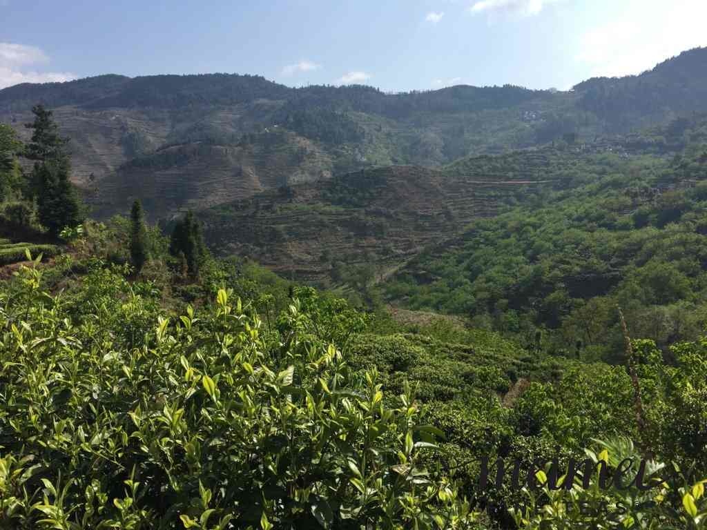Classic 1973 Formula Shu Pu-erh Qi Zi Bing Cha Puerh Cake