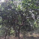 2016 Jingmai Ancient Tree Gushu Loose Leaf Mao Cha Raw Pu-erh Tea