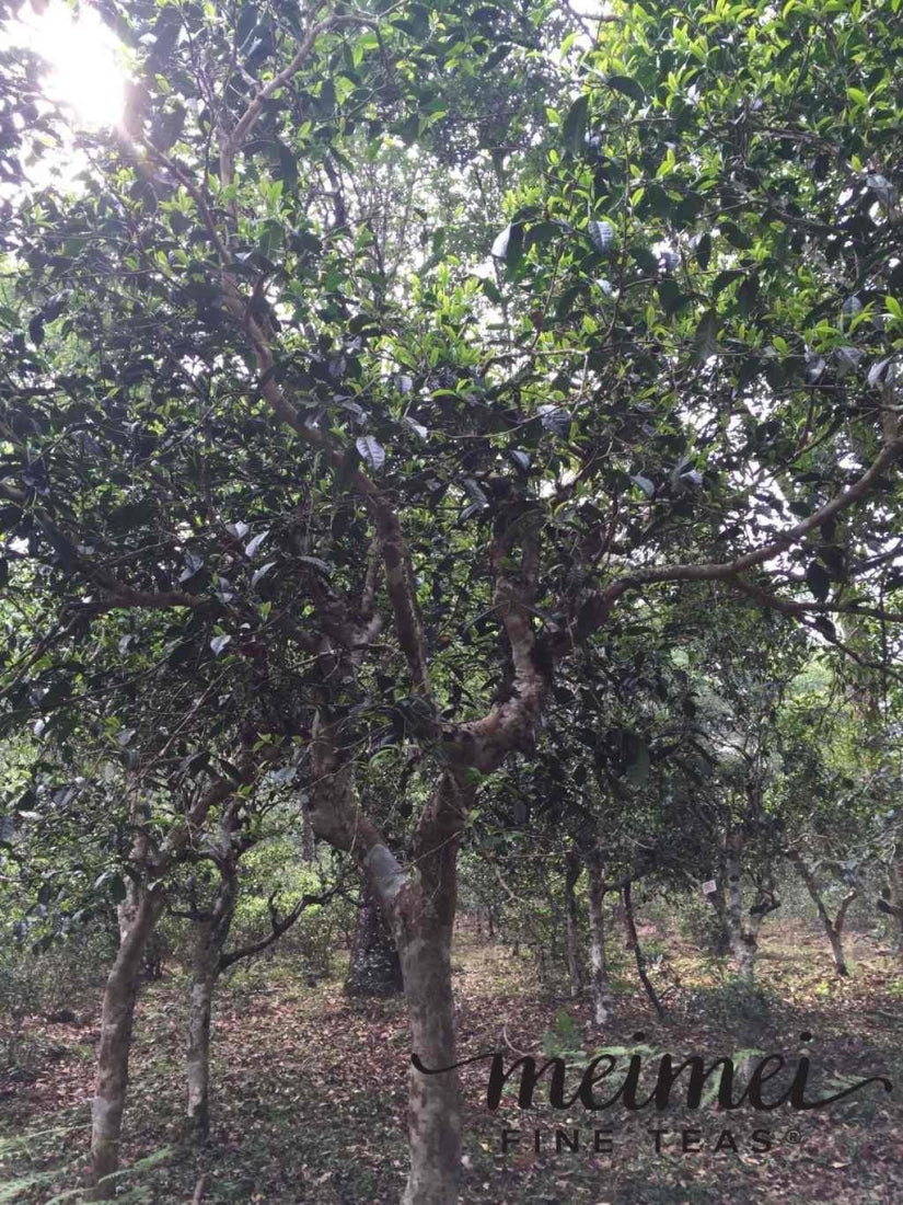 Pu-erh Tea - 2016 Jingmai Ancient Tree Loose Leaf Raw Pu-erh Tea Gu