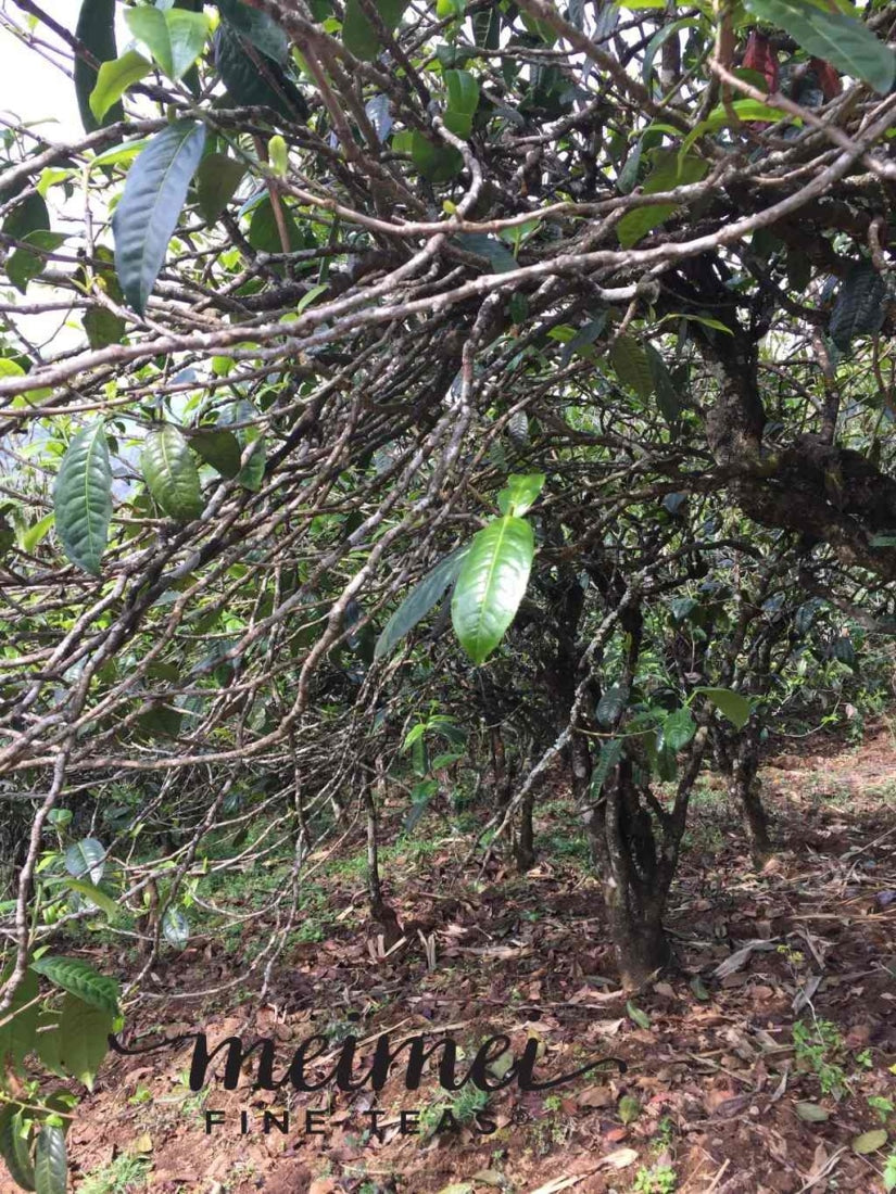 2017 Ba Nuo Ancient Tree Gu Shu Raw Pu-erh Tea Cake
