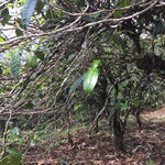 2017 Ba Nuo Ancient Tree Gu Shu Raw Pu-erh Tea Cake