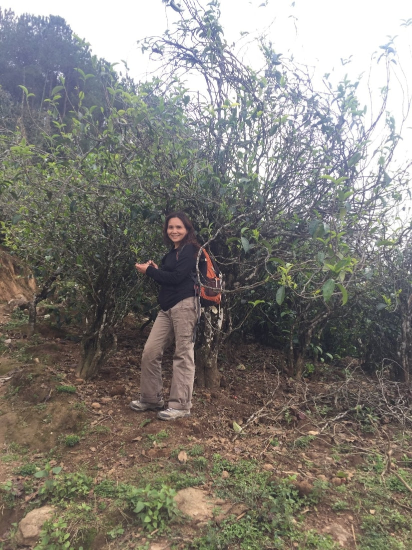 2017 Ba Nuo Ancient Tree Gu Shu Raw Pu-erh Tea Cake