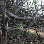 2017 Ba Nuo Ancient Tree Gu Shu Raw Pu-erh Tea Cake