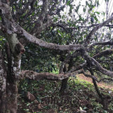 2017 Ba Nuo Ancient Tree Gu Shu Raw Pu-erh Tea Cake