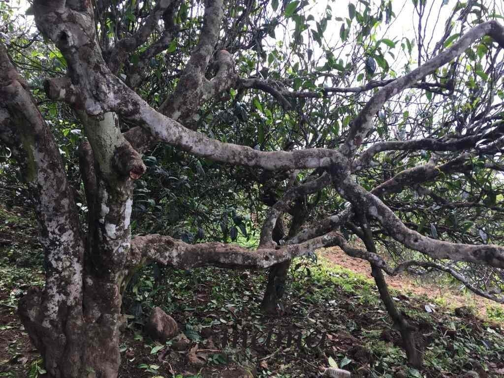 2017 Ba Nuo Ancient Tree Gu Shu Raw Pu-erh Tea Cake