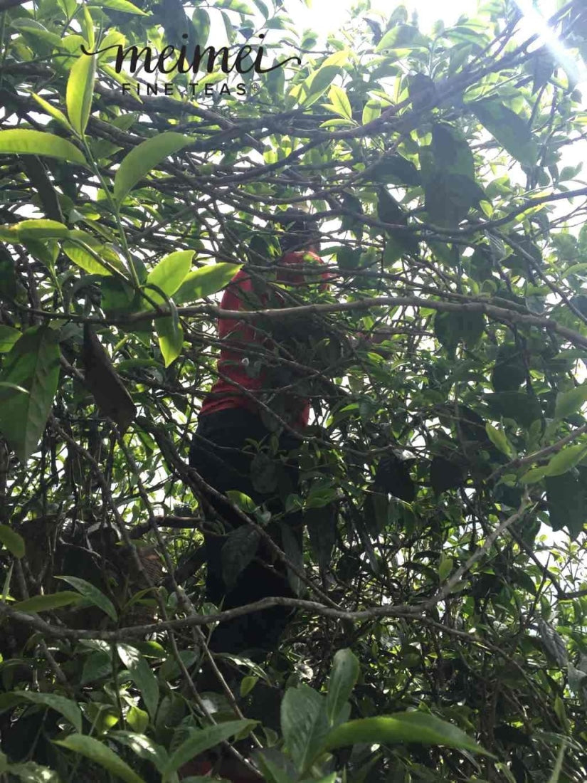2017 Ba Nuo Ancient Tree Gu Shu Raw Pu-erh Tea Cake