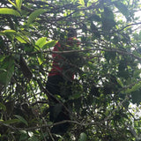 2017 Ba Nuo Ancient Tree Gu Shu Raw Pu-erh Tea Cake