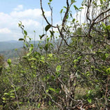 2017 Ba Nuo Ancient Tree Gu Shu Raw Pu-erh Tea Cake