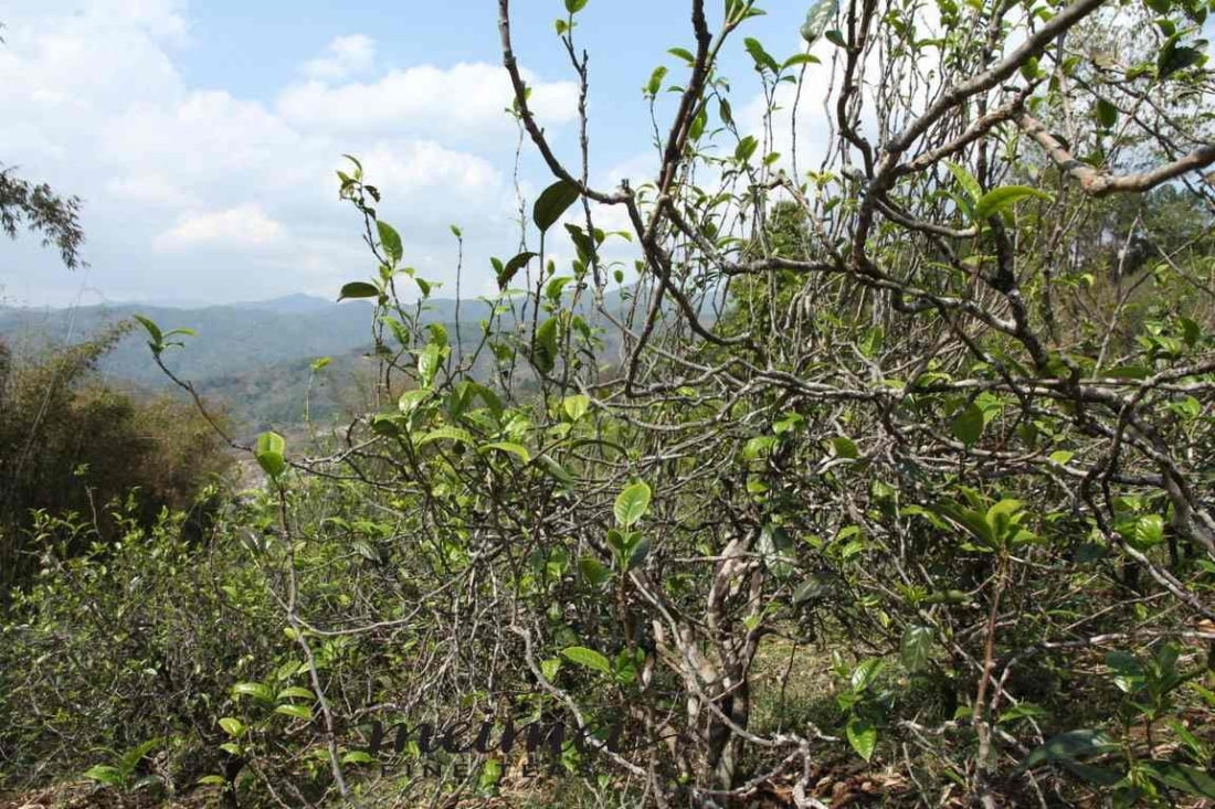 2017 Ba Nuo Ancient Tree Gu Shu Raw Pu-erh Tea Cake