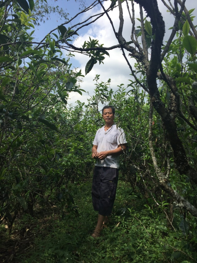 2017 Ba Nuo Ancient Tree Gu Shu Raw Pu-erh Tea Cake
