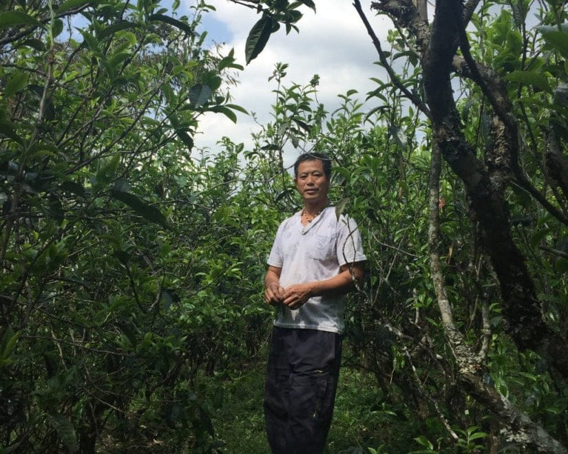 2017 Ba Nuo Ancient Tree Gu Shu Raw Pu-erh Tea Cake