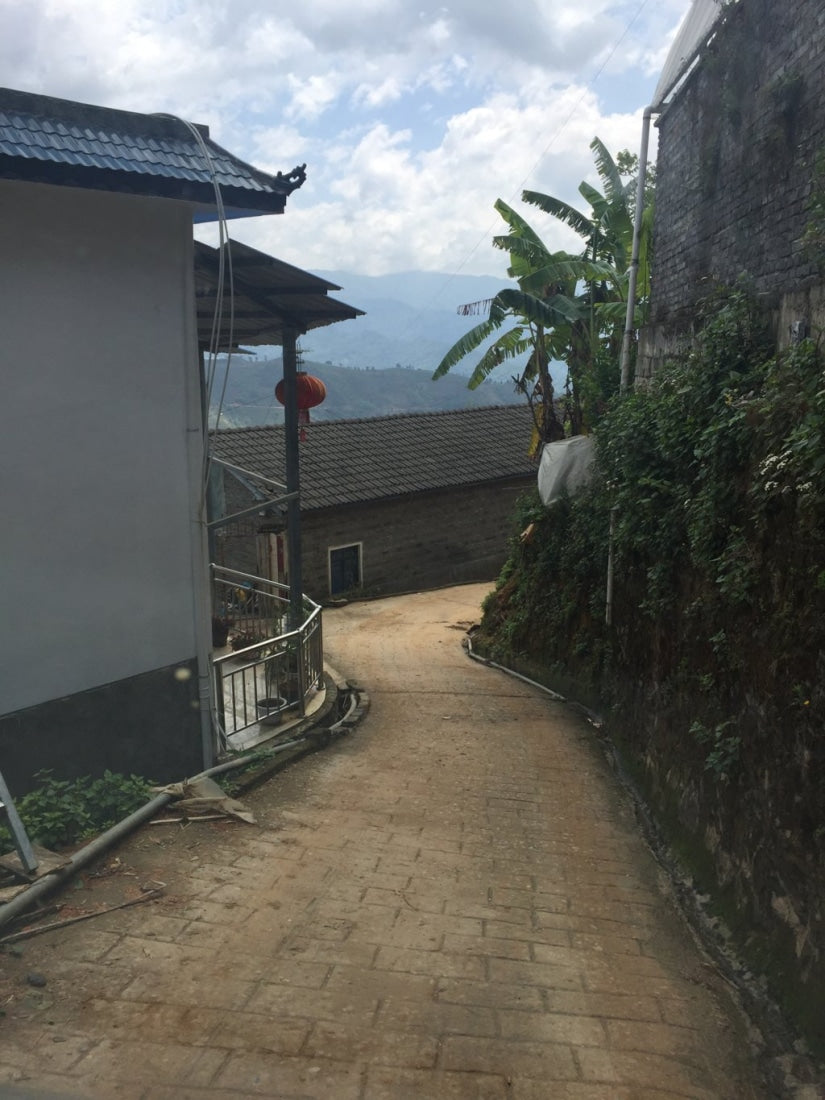 2017 Confidant Raw Pu-erh Tea Mini Cakes Big Snow Mountain