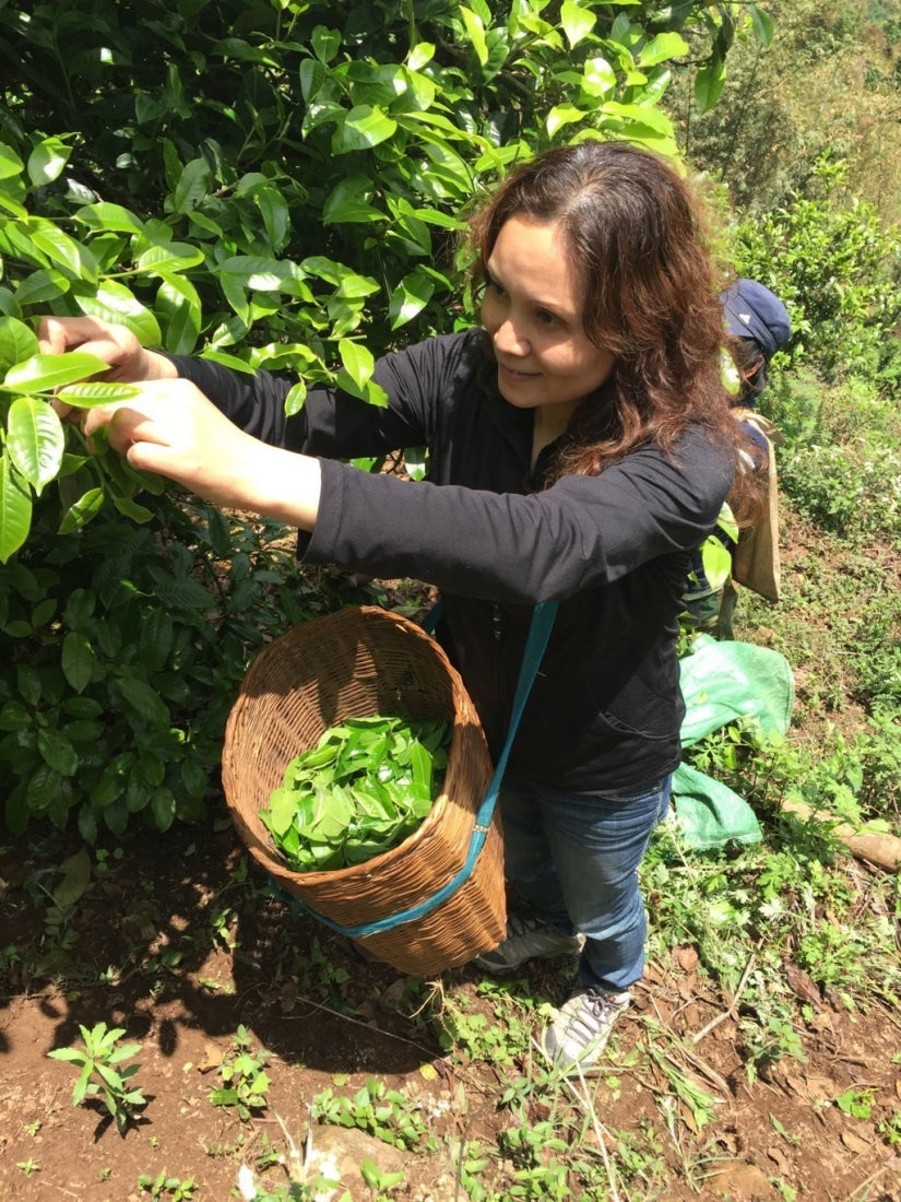 2017 Confidant Raw Pu-erh Tea Mini Cakes Big Snow Mountain