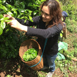 2017 Confidant Raw Pu-erh Tea Mini Cakes Big Snow Mountain