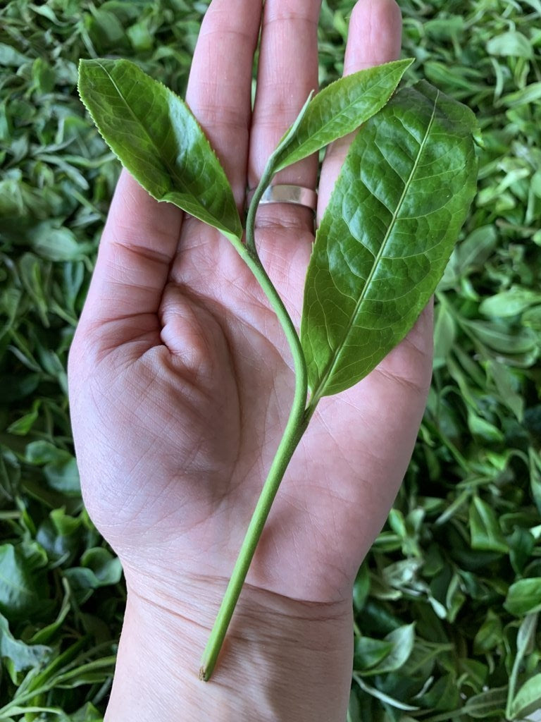 2017 Confidant Raw Pu-erh Tea Mini Cakes Big Snow Mountain