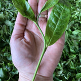 2017 Confidant Raw Pu-erh Tea Mini Cakes Big Snow Mountain