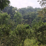 2017 Menghai Long Yuan Mark Huo Shao Raw Pu-erh Tea