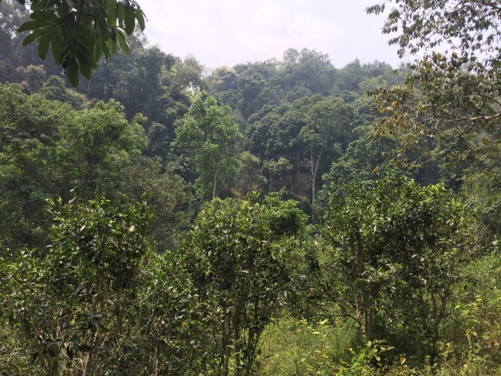 2017 Menghai Long Yuan Mark Huo Shao Raw Pu-erh Tea