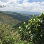 2017 Tao of Tea Da Xue Shan Arbor Tree Sheng Pu-erh Tea