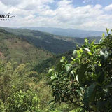 2017 Tao of Tea Da Xue Shan Arbor Tree Sheng Pu-erh Tea