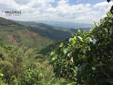 2017 Tao of Tea Da Xue Shan Arbor Tree Sheng Pu-erh Tea