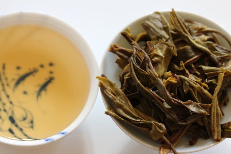 2017 Tao of Tea Da Xue Shan Arbor Tree Sheng Pu-erh Tea