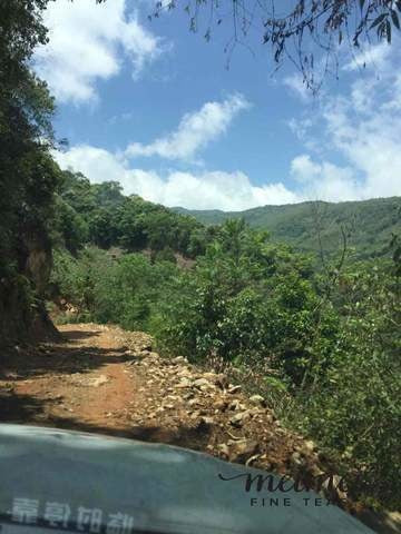 2017 Tao of Tea Da Xue Shan Arbor Tree Sheng Pu-erh Tea