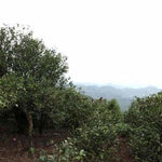 2017 Tao of Tea Xiao Hu Sai Arbor Tree Sheng Pu-erh Cake