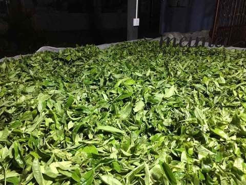 2017 Tao of Tea Xiao Hu Sai Arbor Tree Sheng Pu-erh Cake