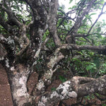 2017 Yunnan Xiao Hu Sai Ancient Tree Gushu Raw Pu-erh Tea