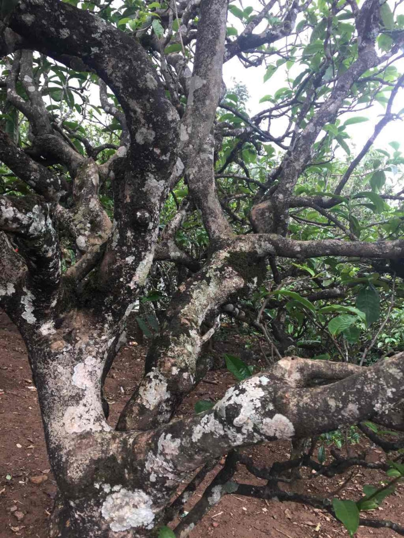 Pu-erh Tea - 2017 Yunnan Xiao Hu Sai Ancient Tree Gushu Raw Pu-erh