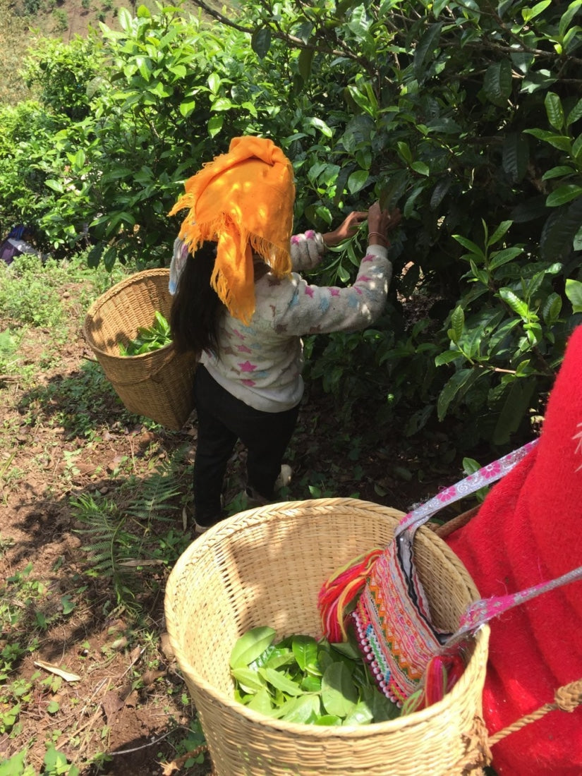 2017 Yunnan Xiao Hu Sai Ancient Tree Gushu Raw Pu-erh Tea