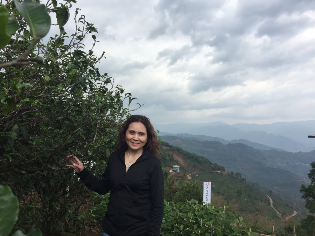 2017 Yunnan Xiao Hu Sai Ancient Tree Gushu Raw Pu-erh Tea