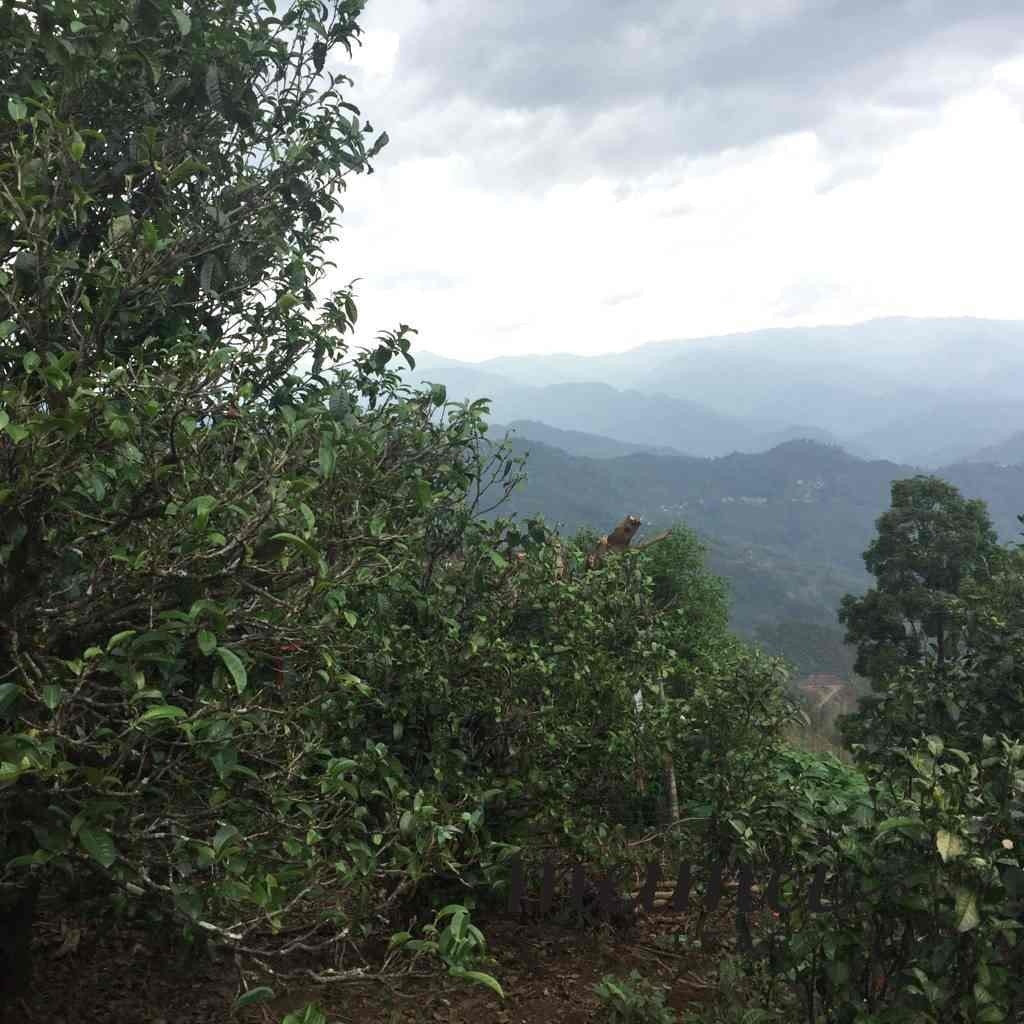 2017 Yunnan Xiao Hu Sai Arbor Tree Raw Pu-erh Tea Cake