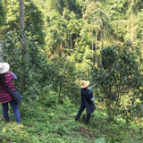 2018 Prestigious Bai Cha Yuan Ancient Tree Raw Pu-erh Tea