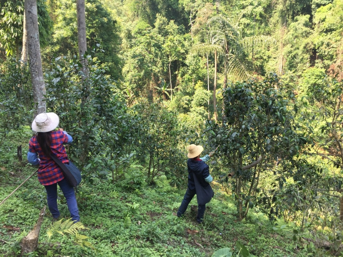 2018 Prestigious Bai Cha Yuan Ancient Tree Raw Pu-erh Tea